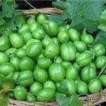 فرق گوجه سبز شهریار و آلوچه چیست؟ این افراد نباید گوجه سبز بخورند