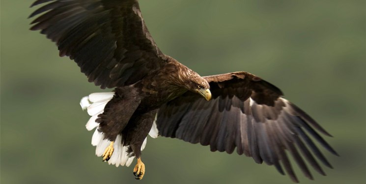 محکومیت یک متخلف زیست‌محیطی به دلیل نگهداری غیرقانونی عقاب