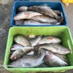 معدوم کردن(بیست تن) ماهی منجمد نگهداری شده در یکی از سردخانه های شهریار