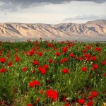 جاذبه های گردشگری شهریار