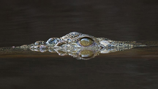 تمساح در دریاچه چیتگر،حتما شوخی میکنید!