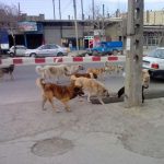 جولان سگ های ولگرد معضل لا ینحل شهروندان در غفلت شهرداری شهریار