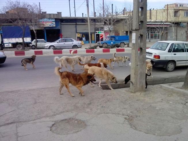 جولان سگ های ولگرد معضل لا ینحل شهروندان در غفلت شهرداری شهریار