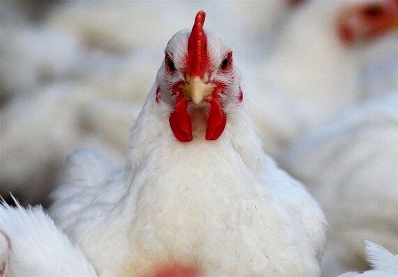 دلایل گرانی مرغ در کشور مشخص شد