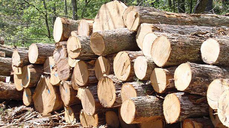کشف بیش از ۵تن چوب قاچاق در شهریار