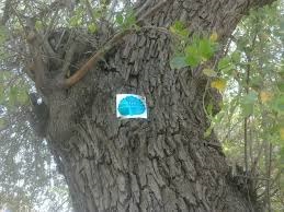 دادستان شهرستان شهریار از شناسنامه‌دار کردن حدود ۴۴ هزار و ۹۹۲ اصله از درختان این شهرستان خبر داد